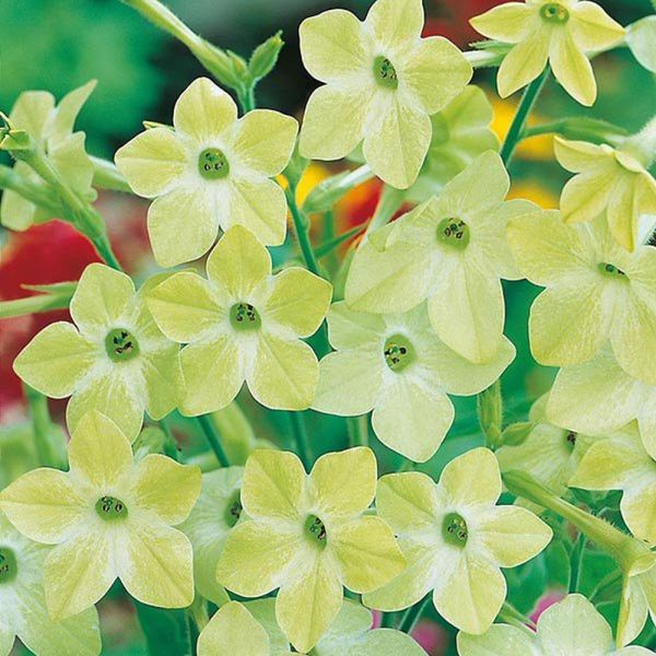 Mr Fothergill's Nicotiana Lime Green Seeds