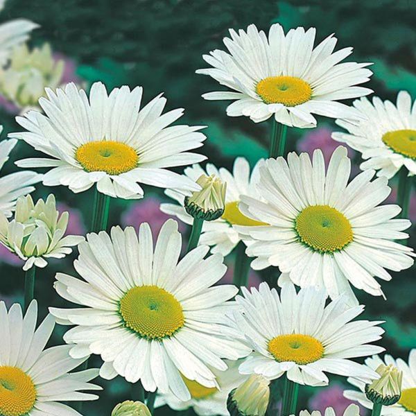 Mr Fothergill's Chrysanthemum Shasta Daisy Alaska Seeds