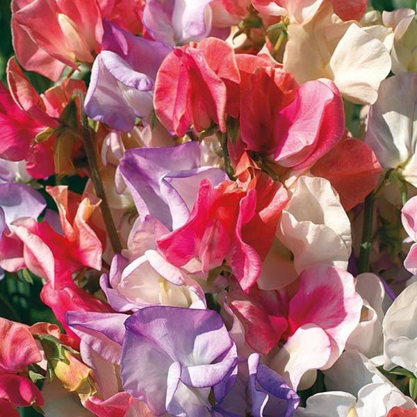 Mr Fothergill's Sweet Pea Incense Mixed Seeds