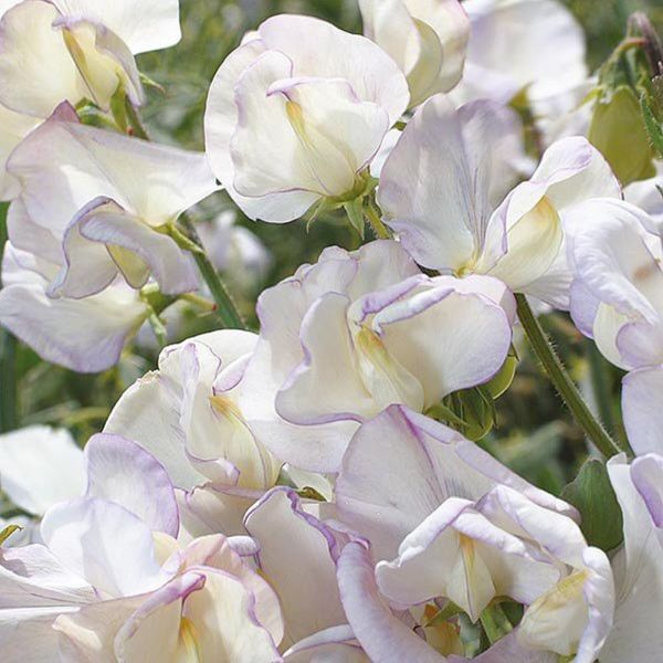 Mr Fothergill's Hi Scent Sweet Pea Seeds