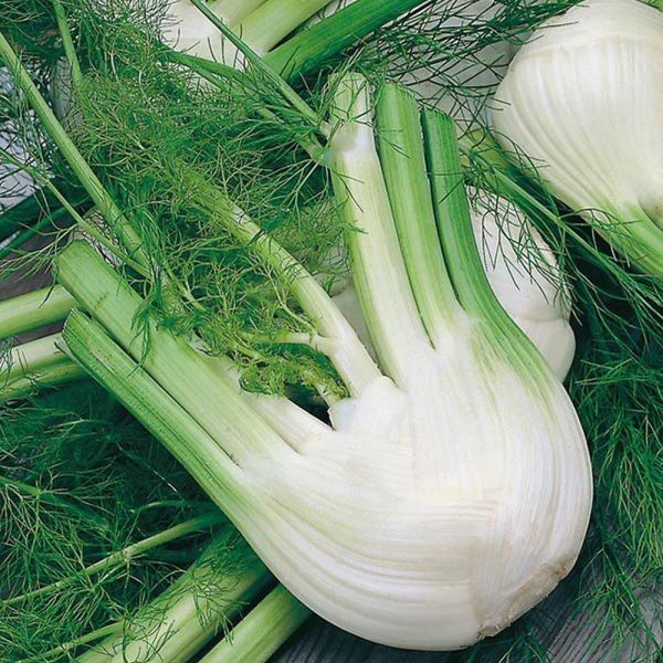 Mr Fothergill's Fennel di Firenze Seeds