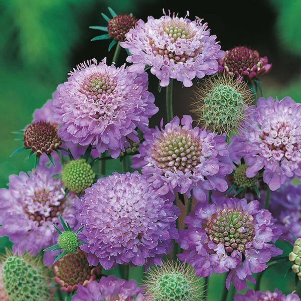 Mr Fothergill's Blue Cushion Scabious Seeds