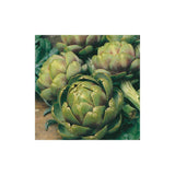 Mr Fothergill's Artichoke Green Globe Seeds
