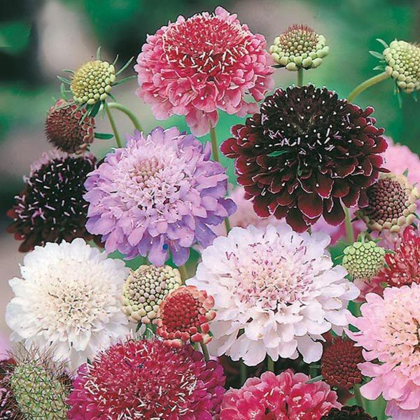 Mr Fothergill's Tall Double Mixed Scabious Seeds