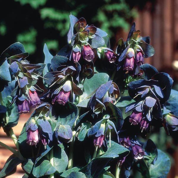 Mr Fothergill's Cerinthe Major Purpurascens Seeds