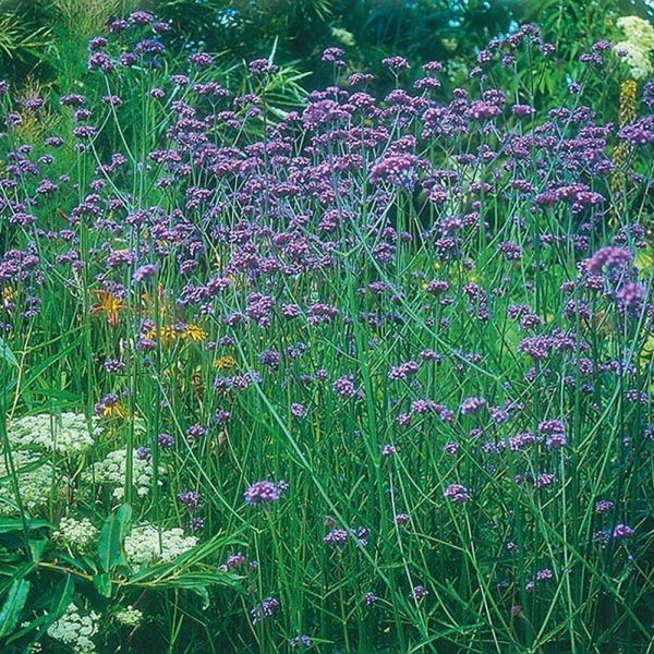 Mr Fothergill's Bonariensis Verbena Seeds