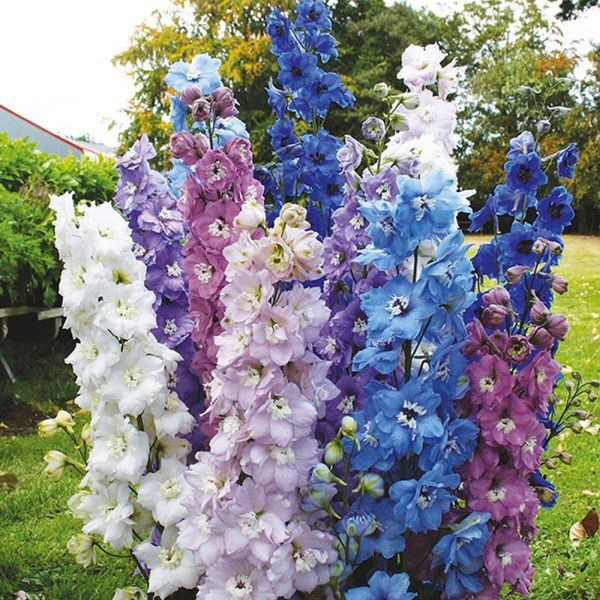 Mr Fothergill's High Society Mixed F1 Delphinium Seeds