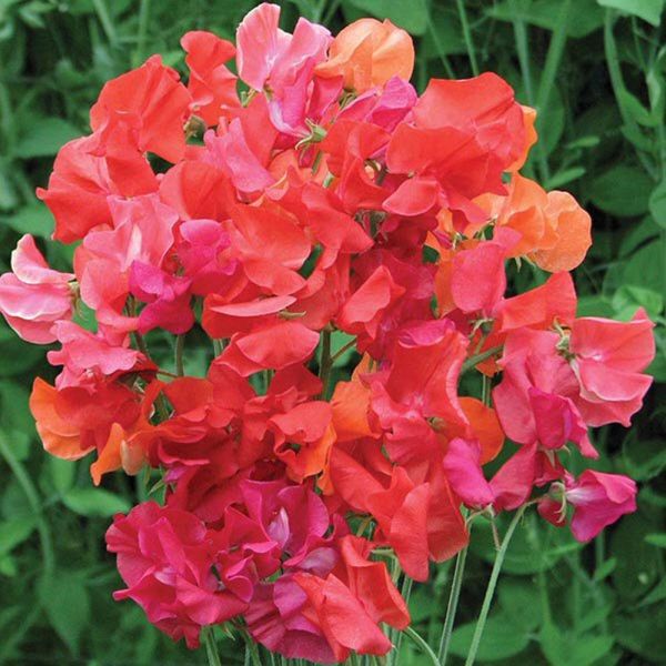 Mr Fothergill's Sweet Pea 'Summer Sizzler' Seeds