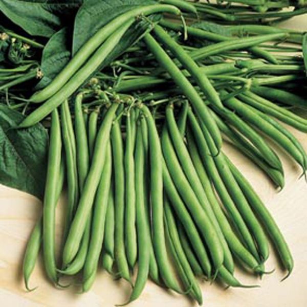 Mr Fothergill's Dwarf French Bean Rondo Seeds