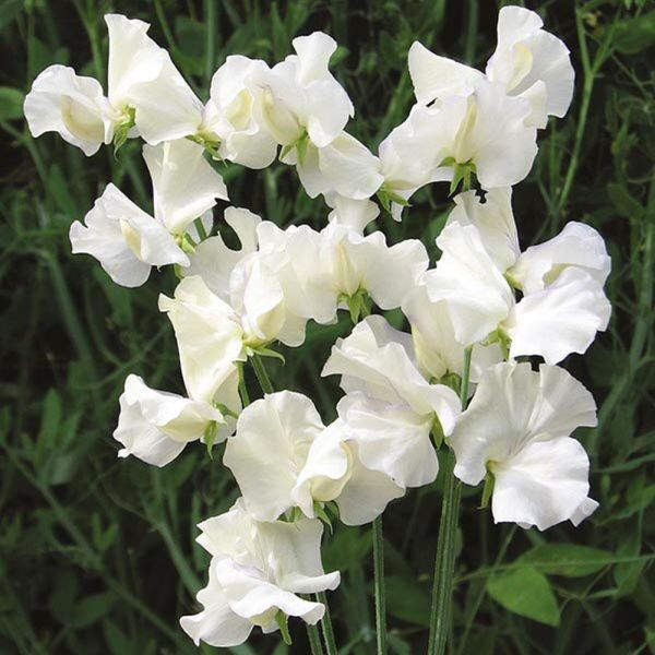Mr Fothergill's Old Times Sweet Pea Seeds