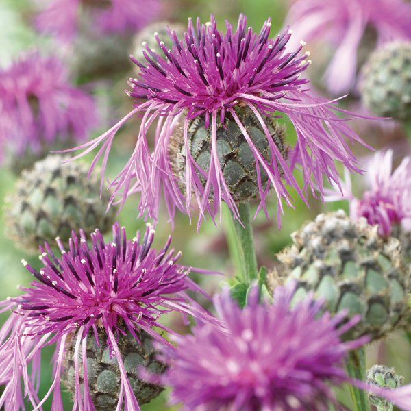 Mr Fothergill's Greater Knapweed Seeds