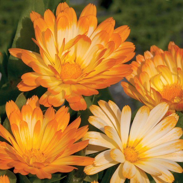 Mr Fothergill's Calendula Oopsy Daisy Seeds