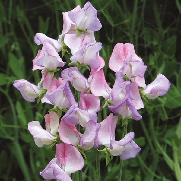 Mr Fothergill's Fire & Ice Sweet Pea Seeds