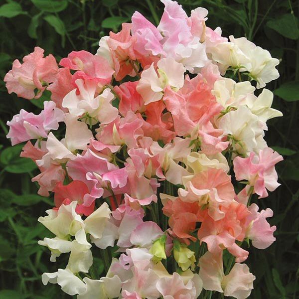 Mr Fothergill's Frills & Blushes Sweet Pea Seeds