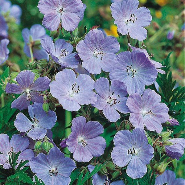 Mr Fothergill's Meadow Cransebill Seeds