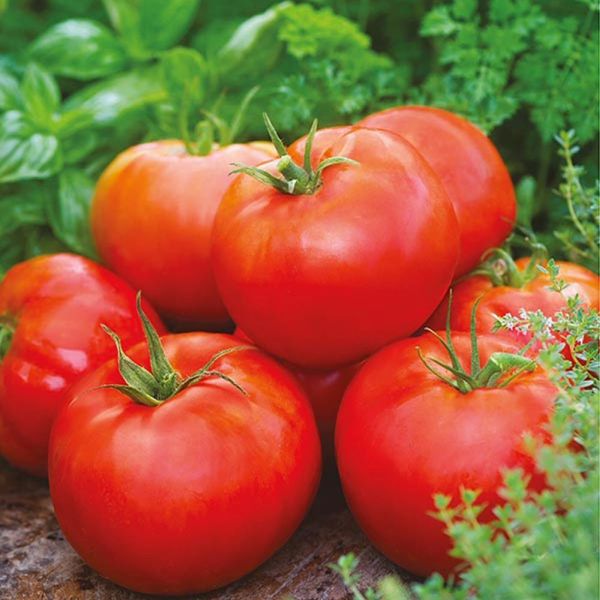 Mr Fothergill's Beefsteak Tomato Big Daddy F1  Seeds
