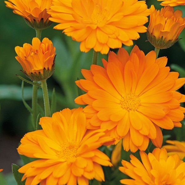 Mr Fothergill's Calendula Funky Stuff Seeds