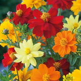 Mr Fothergill's Cosmos 'Brightness Mixed' Seeds