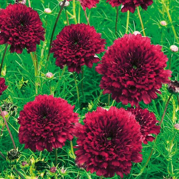 Mr Fothergill's Cosmos 'Double Click Cranberries' Seeds