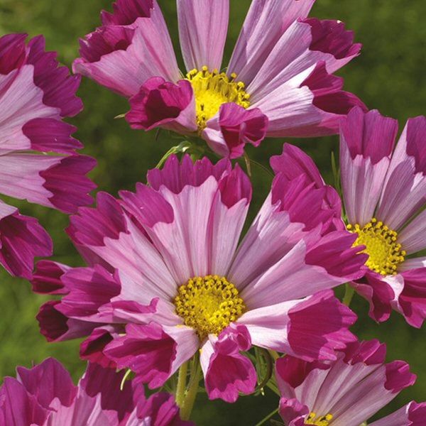 Mr Fothergill's Cosmos 'Seashells Red' Seeds