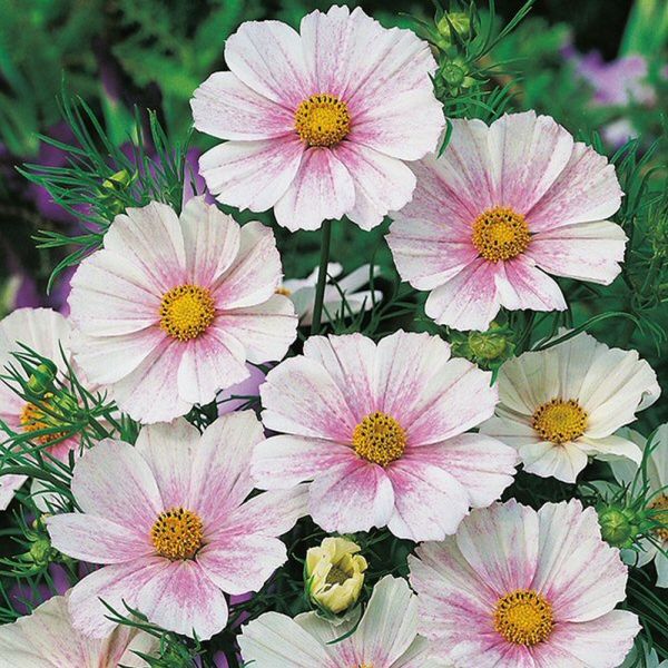 Mr Fothergill's Cosmos 'Tetra Versailled Flush' 60 Seeds