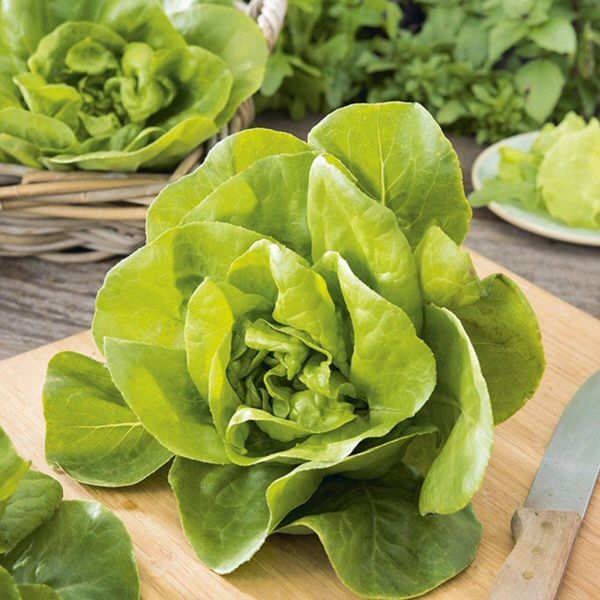 Mr Fothergill's Lettuce Gustav's Salad Seeds