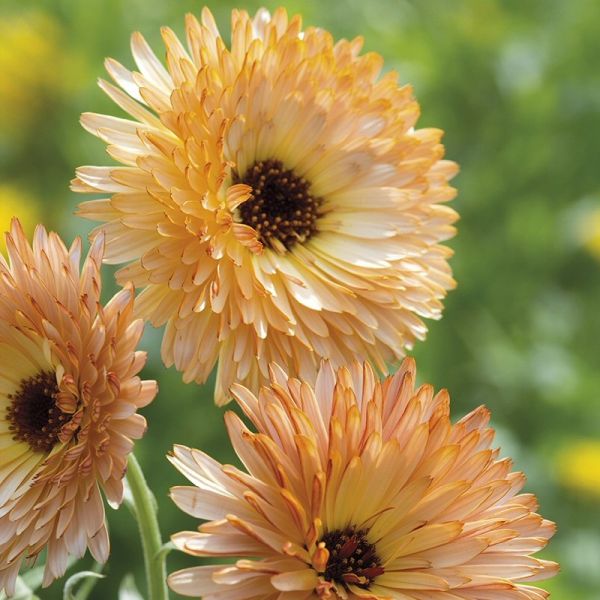 Mr Fothergill's Orange Flash Calendula Seeds