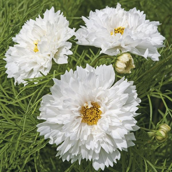 Mr Fothergill's White Double Dutch Cosmos Seeds