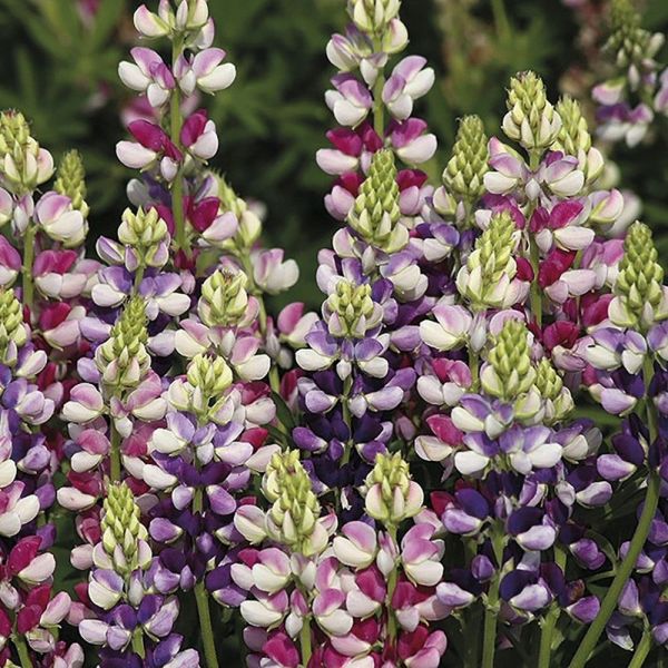 Mr Fothergill's Avalune Bicolour Mix Lupin Seeds
