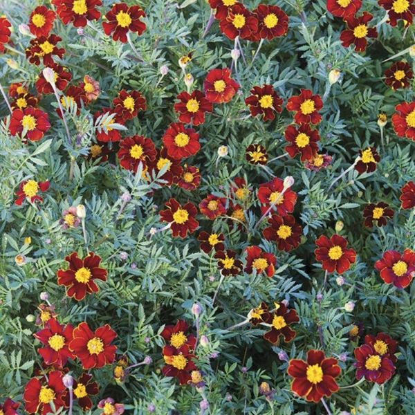 Mr Fothergill's Marigold (French) 'Red Knight' Seeds