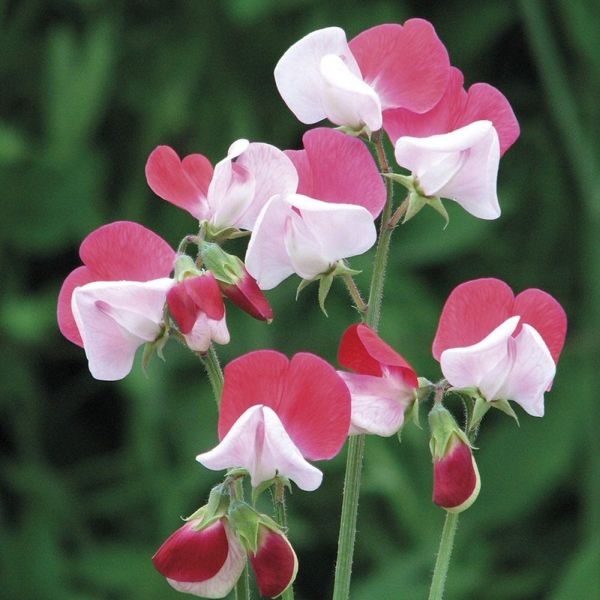 Mr Fothergill's Little Red Riding Hood Sweet Pea Seeds