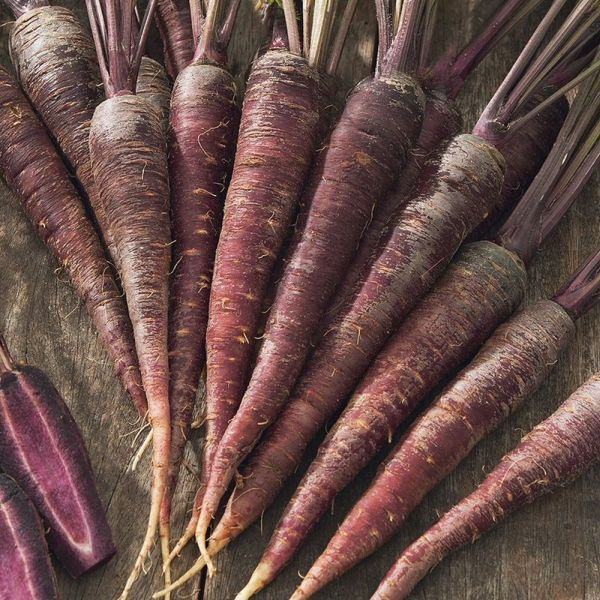 Mr Fothergill's Carrot 'Purple Sun F1' Seeds