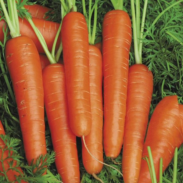 Mr Fothergill's Carrot Speedo F1 Seeds