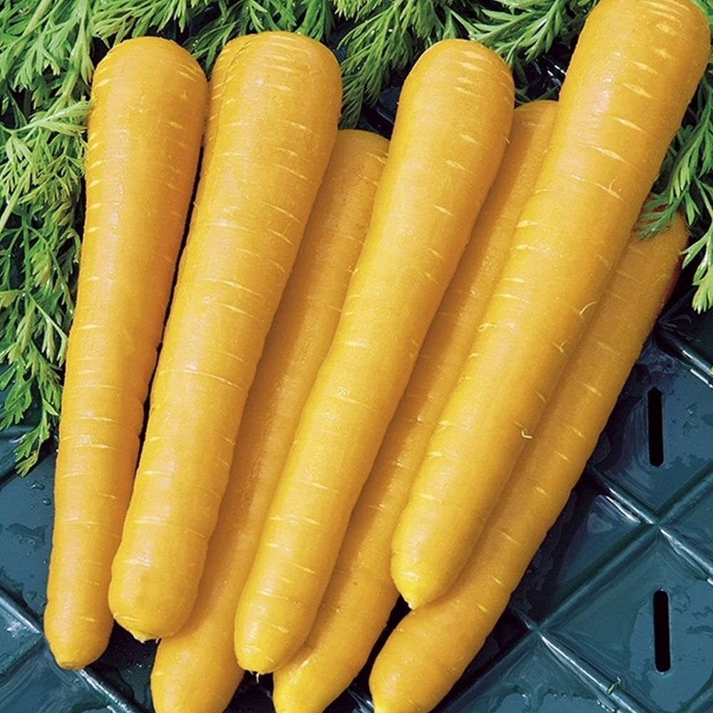 Mr Fothergill's Carrot 'Gold Nugget F1' Seeds