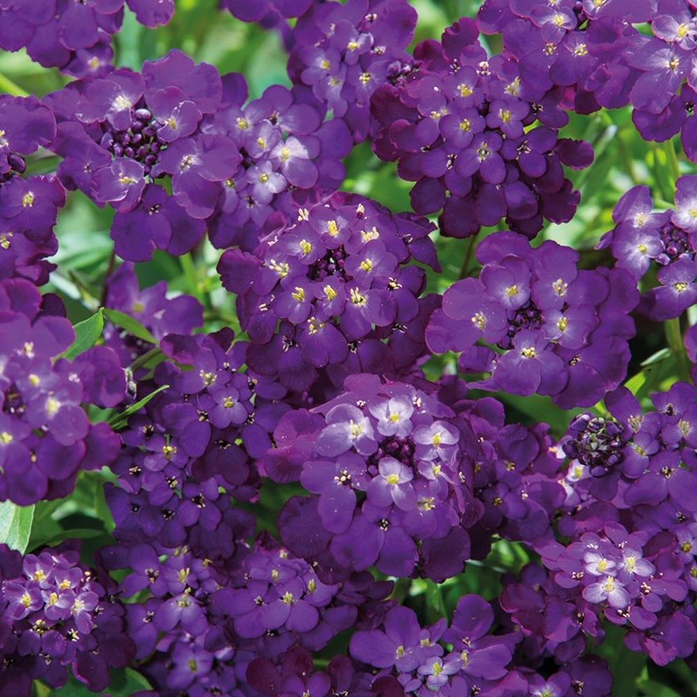 Mr Fothergill's Candytuft Purple Rain Flower Seeds