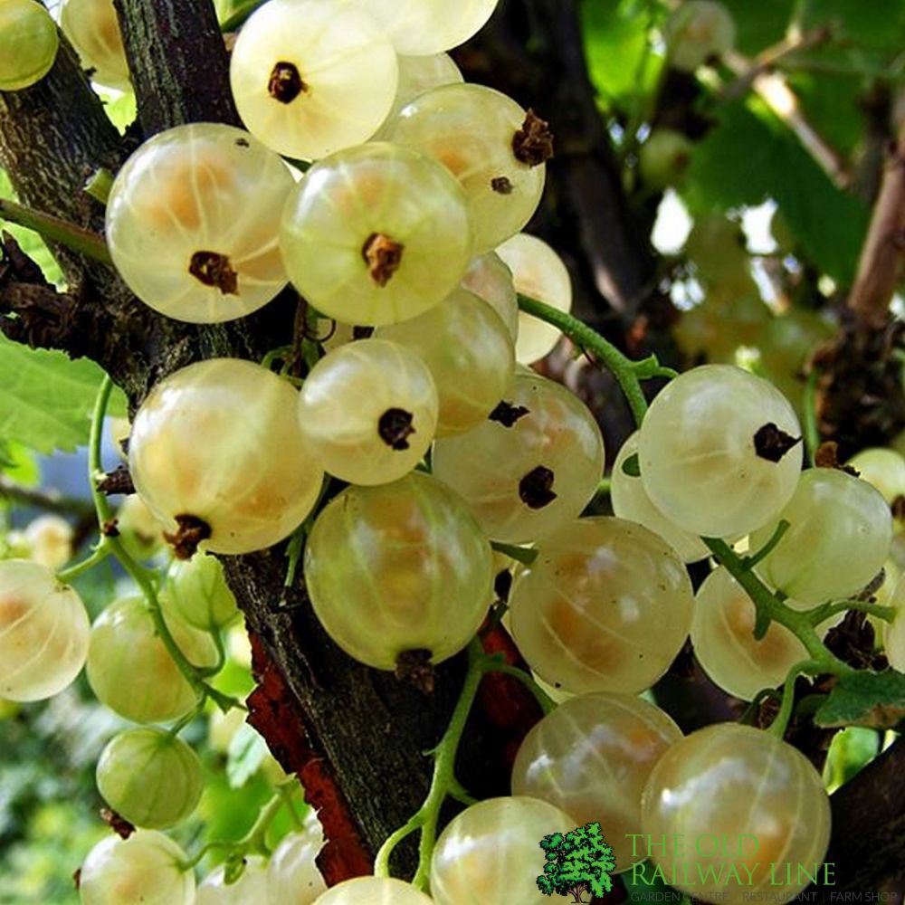 Whitecurrant White Versailles Fruit Bush 3 Ltr Pot