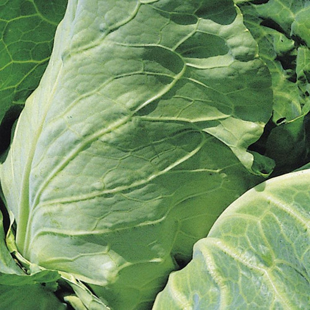 Cabbage 'Duncan' Six Pack Vegetable Plants