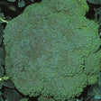 Broccoli 'Marathon' Six Pack Vegetable Plants