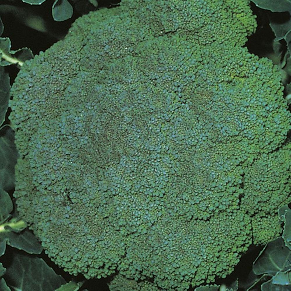Broccoli 'Marathon' Six Pack Vegetable Plants