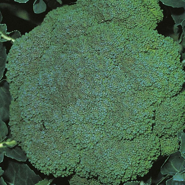 Broccoli 'Marathon' Six Pack Vegetable Plants