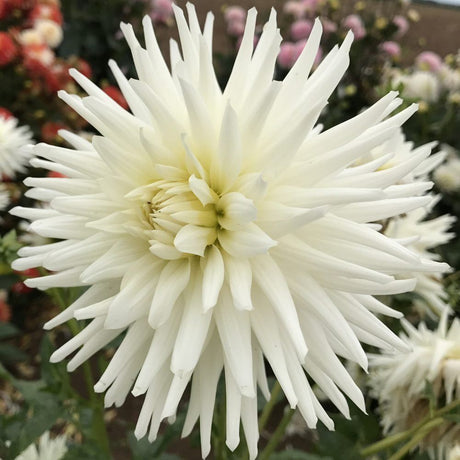 Taylors 1 Dahlia My Love Tuber