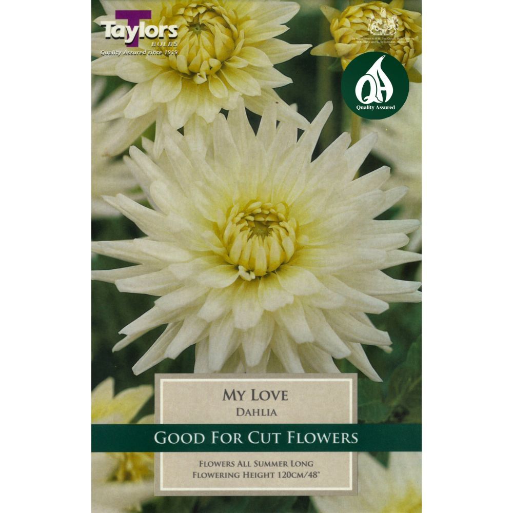 Taylors 1 Dahlia My Love Tuber