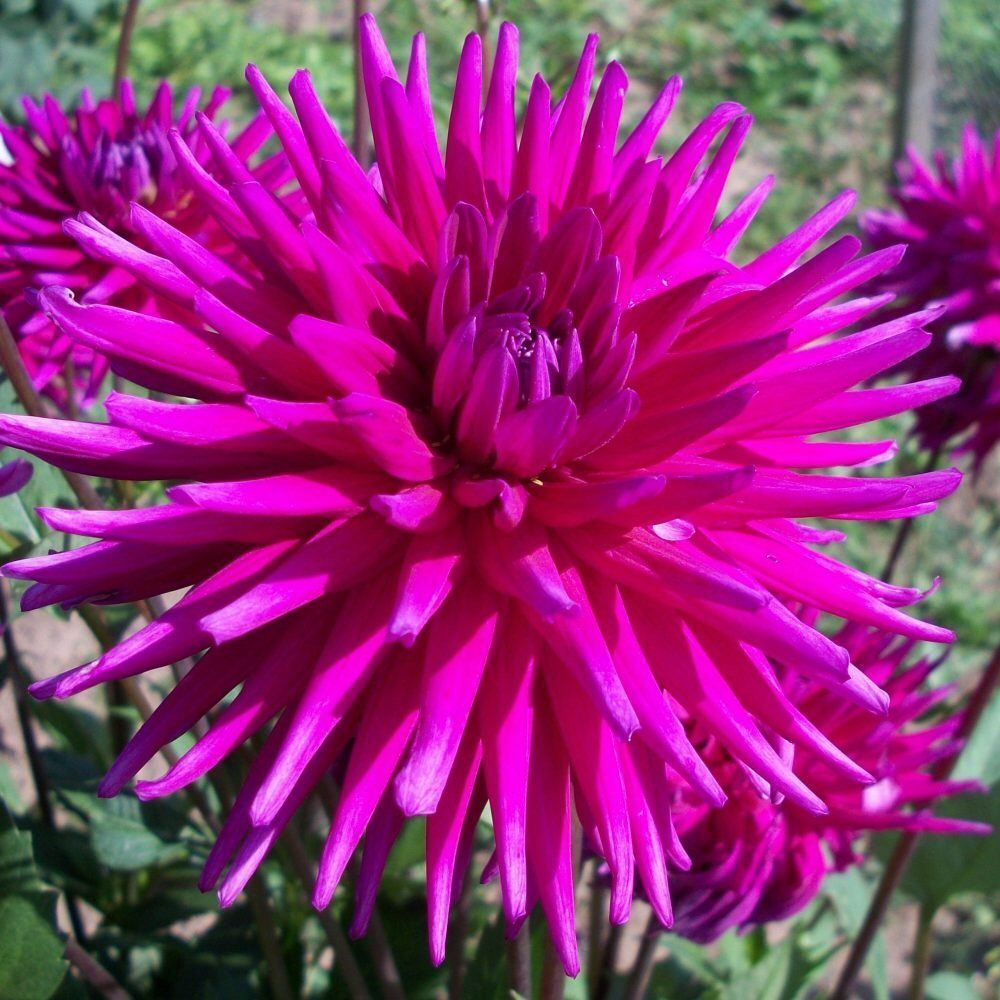 Taylors 1 Dahlia Purple Gem Tuber