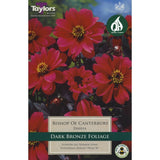 Taylors 1 Dahlia Bishop of Canterbury Tuber