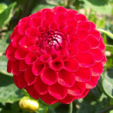 Taylors 1 Dahlia Glow Tuber