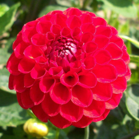 Taylors 1 Dahlia Glow Tuber