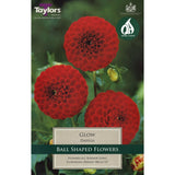 Taylors 1 Dahlia Glow Tuber