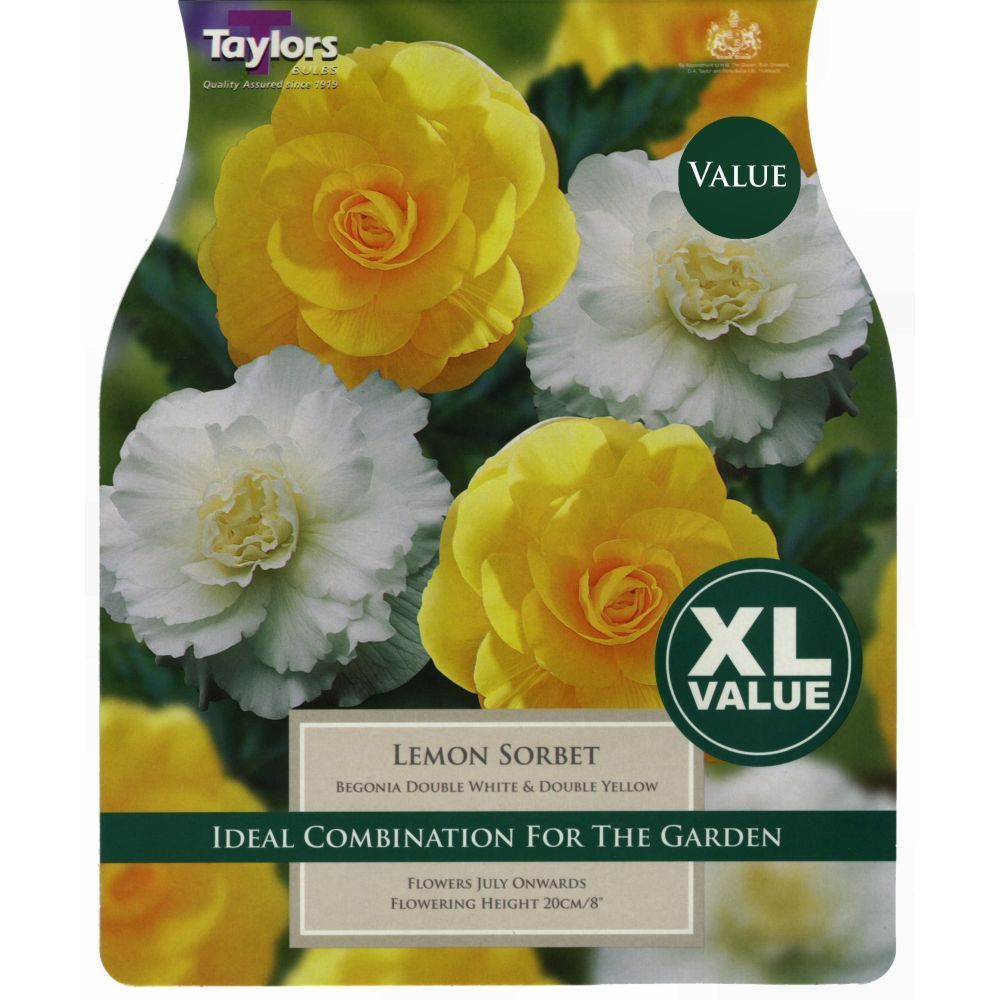 Taylors 7 Begonia Lemon Sorbet Tubers