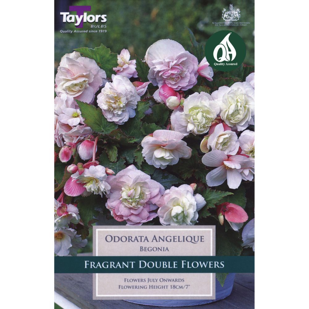 Taylors 2 Begonia Odorata Angelique Bulbs