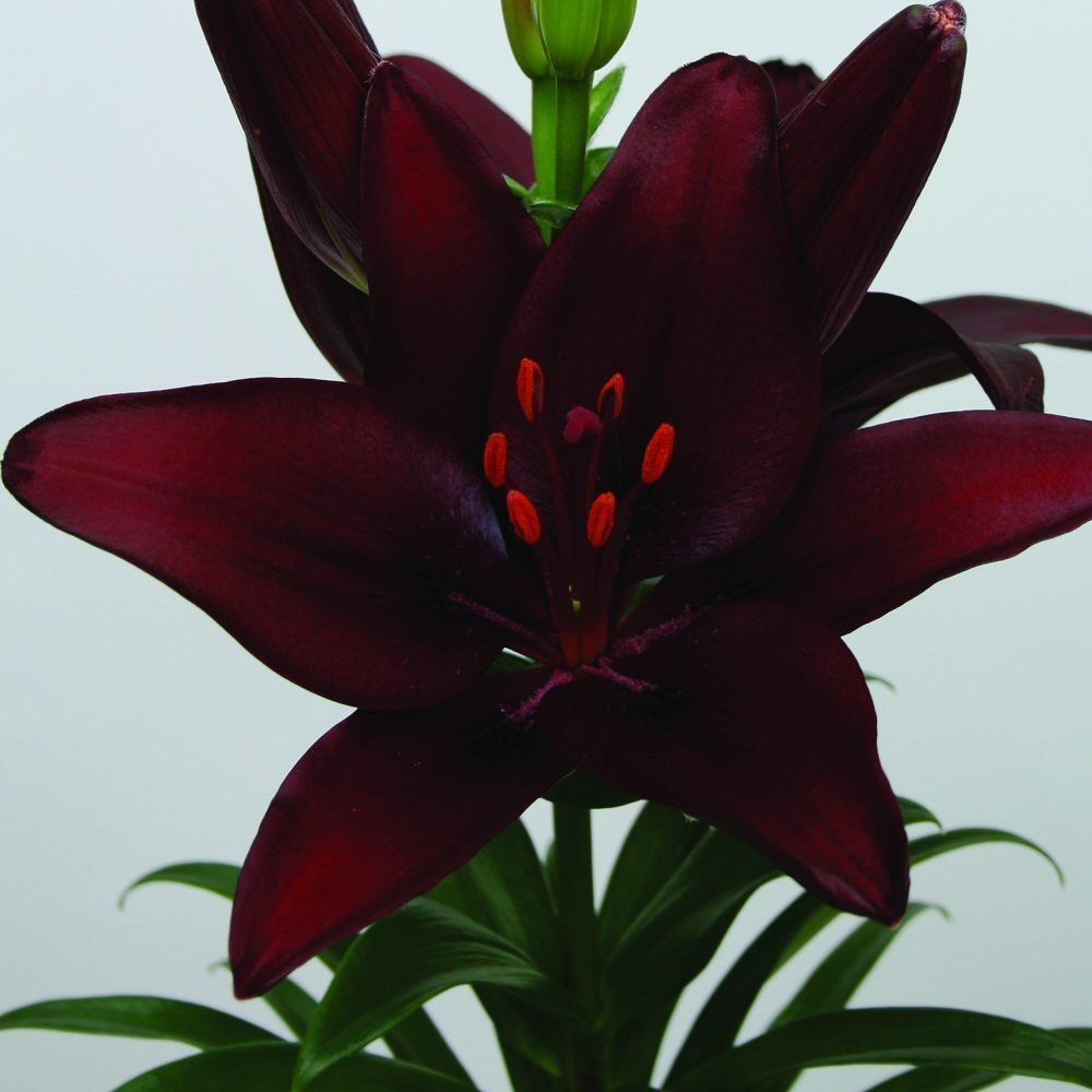 Taylors 3 Asiatic Lily Dark Secret Bulbs